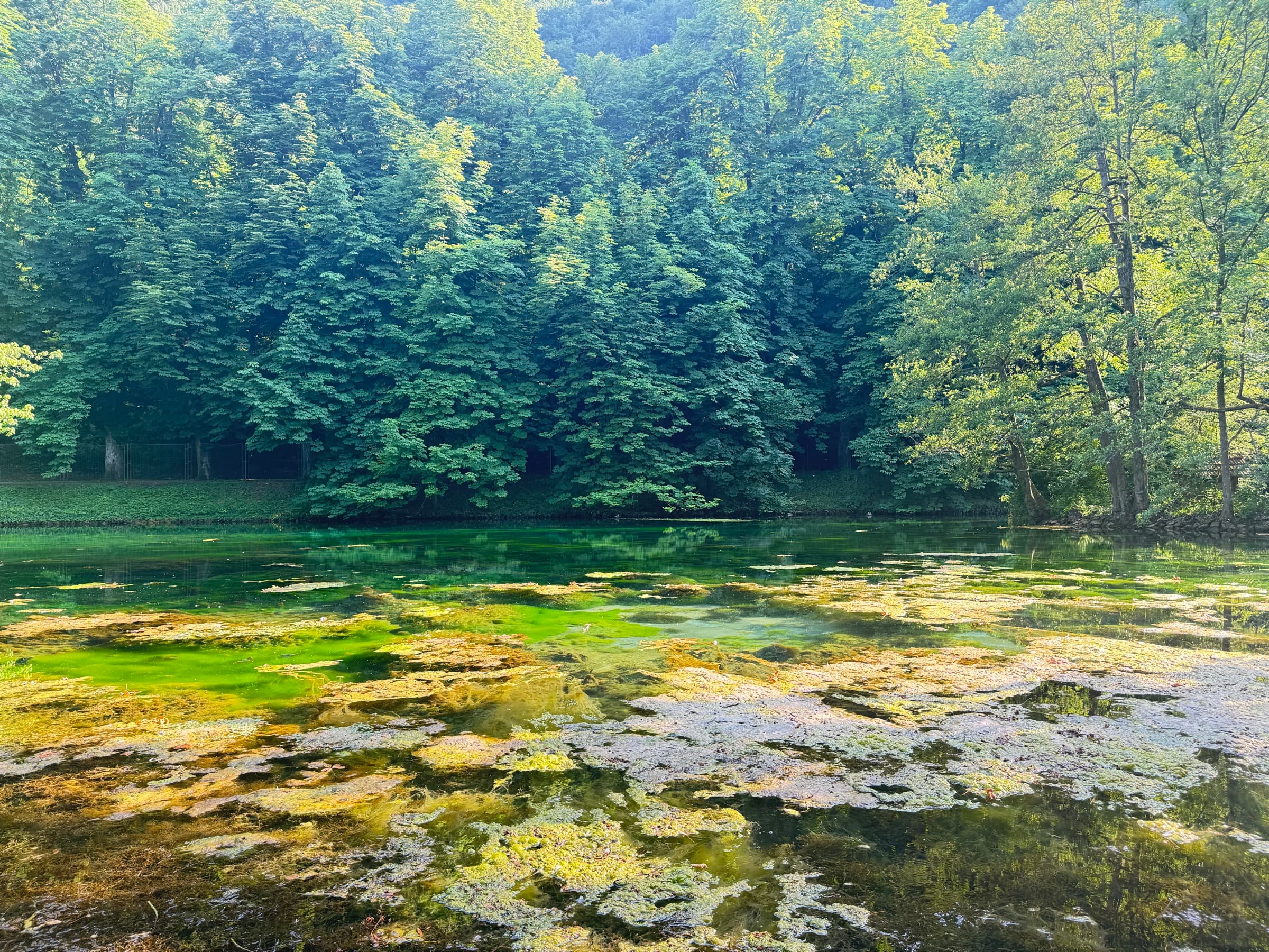 Clear green spring water over a pale, mossy stone bed at Vrelo Bosne, a wall of forest rising and reflected behind it